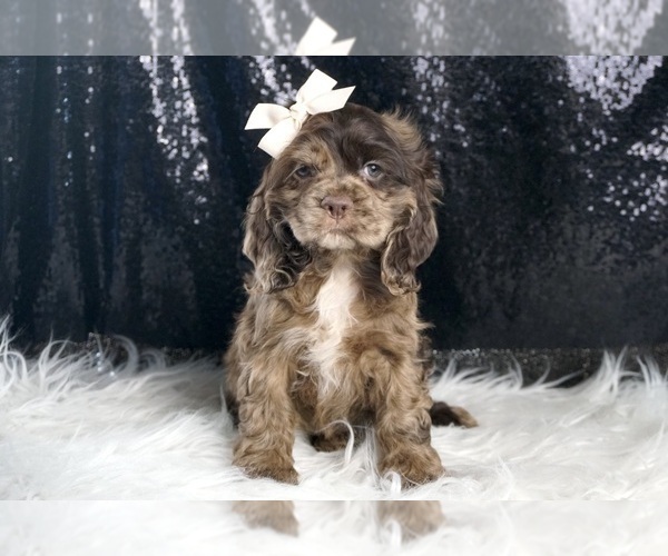 Medium Photo #2 Cocker Spaniel Puppy For Sale in WARSAW, IN, USA