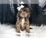 Small Photo #16 Cocker Spaniel Puppy For Sale in WARSAW, IN, USA