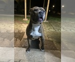 Small Photo #1 American Pit Bull Terrier Puppy For Sale in STONE MOUNTAIN, GA, USA