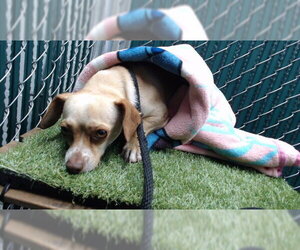 Chihuahua-Unknown Mix Dogs for adoption in Downey, CA, USA