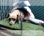 Small Chihuahua Mix