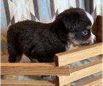 Small #5 Miniature Australian Shepherd