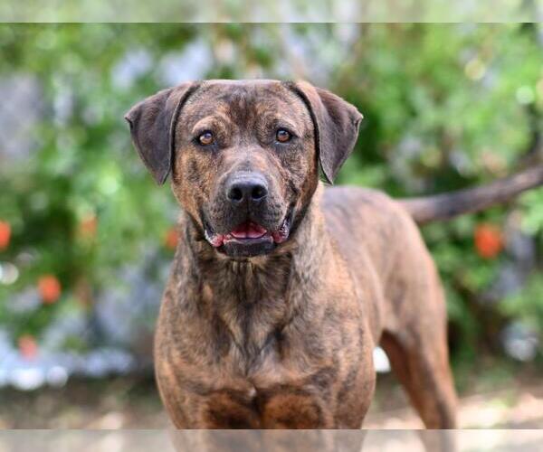 Medium Photo #1 Plott Hound-Unknown Mix Puppy For Sale in Tavares, FL, USA