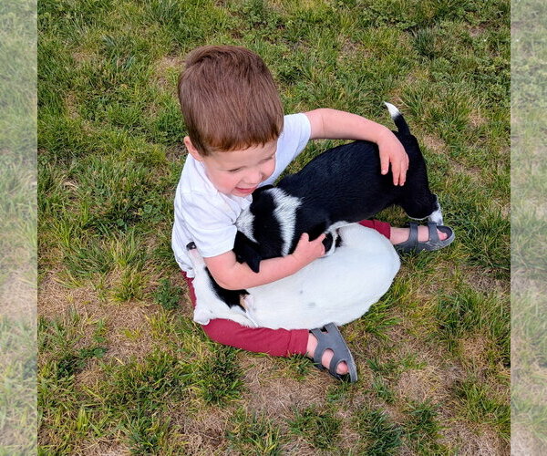 Medium Photo #6 Border Collie-Unknown Mix Puppy For Sale in Sandy, UT, USA