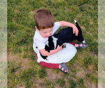 Small #5 Border Collie Mix