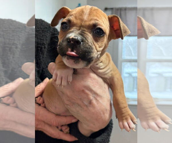 Medium Photo #1 Mutt Puppy For Sale in Clarkston, MI, USA