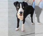 Small Labrador Retriever