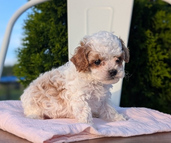 Medium Photo #9 Cavapoo (Miniature) Puppy For Sale in GOSHEN, IN, USA