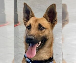 German Shepherd Dog-Unknown Mix Dogs for adoption in Lake Forest, CA, USA