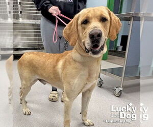 Labrador Retriever-Retriever  Mix Dogs for adoption in Washington, DC, USA