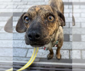 Chihuahua-Unknown Mix Dogs for adoption in Bellevue, WA, USA