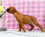 Small Photo #15 Boxer Puppy For Sale in WAKARUSA, IN, USA