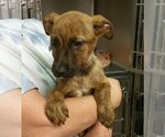 Small #3 German Shepherd Dog Mix