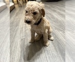 Small Photo #4 Goldendoodle-Poodle (Standard) Mix Puppy For Sale in YAKIMA, WA, USA