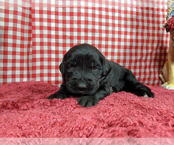 Medium Photo #14 Golden Mountain Dog Puppy For Sale in BLACK FOREST, CO, USA