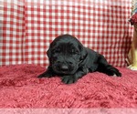 Small Photo #14 Golden Mountain Dog Puppy For Sale in BLACK FOREST, CO, USA