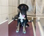 Small #1 Labrador Retriever