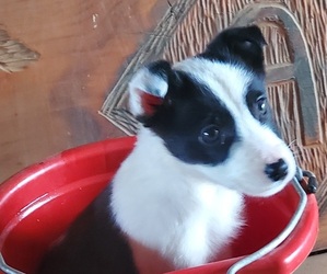 Border Collie Puppy for Sale in JUNCTION CITY, Oregon USA
