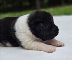 Medium Akita