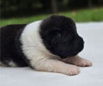 Puppy Skye Akita