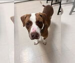 Small #12 American Staffordshire Terrier-Labrador Retriever Mix