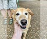 Small #1 Labrador Retriever Mix