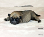 Small #14 Pug