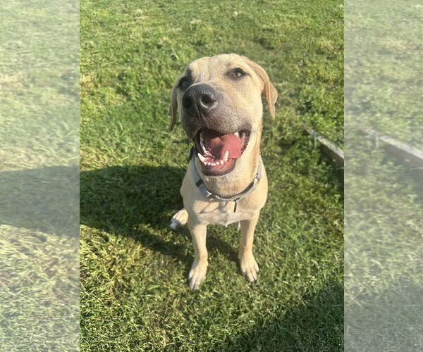 Medium Photo #1 Labrador Retriever-Unknown Mix Puppy For Sale in Germantown, OH, USA