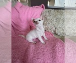 Small #3 Chihuahua