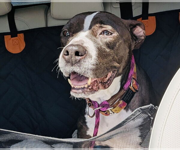 Medium Photo #4 American Pit Bull Terrier-Unknown Mix Puppy For Sale in Princeton, MN, USA