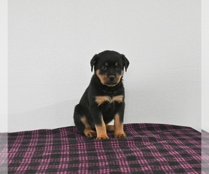 Rottweiler Puppy for sale in APPLE CREEK, OH, USA