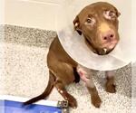 Small #1 Labrador Retriever