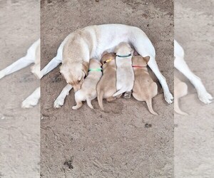 Labrador Retriever Puppy for Sale in GAFFNEY, South Carolina USA