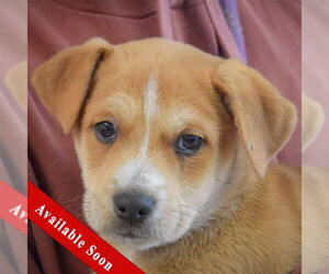 German Shepherd Dog-Unknown Mix Dogs for adoption in Huntley, IL, USA