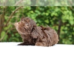 Small #18 ShihPoo