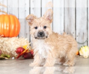 Poochon-Yorkshire Terrier Mix Puppy for sale in MOUNT VERNON, OH, USA