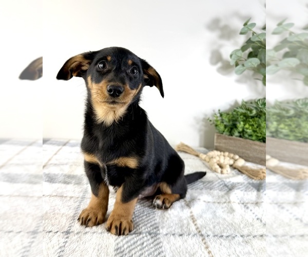 Medium Photo #4 Dorgi Puppy For Sale in GREENFIELD, IN, USA
