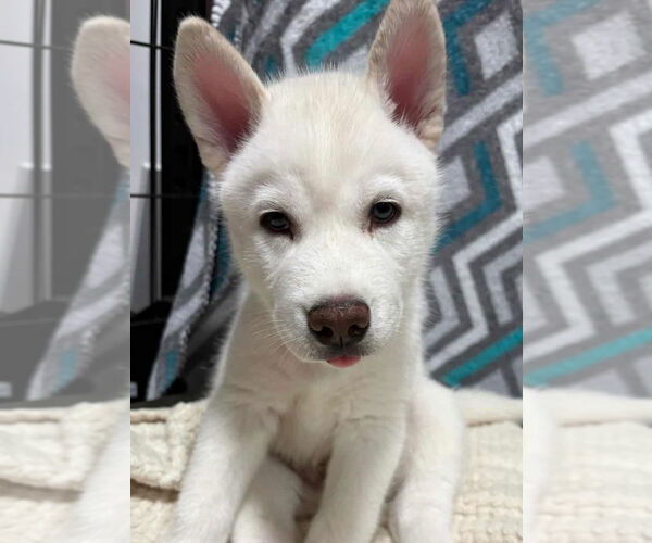 Medium Photo #1 Siberian Husky Puppy For Sale in Matawan, NJ, USA