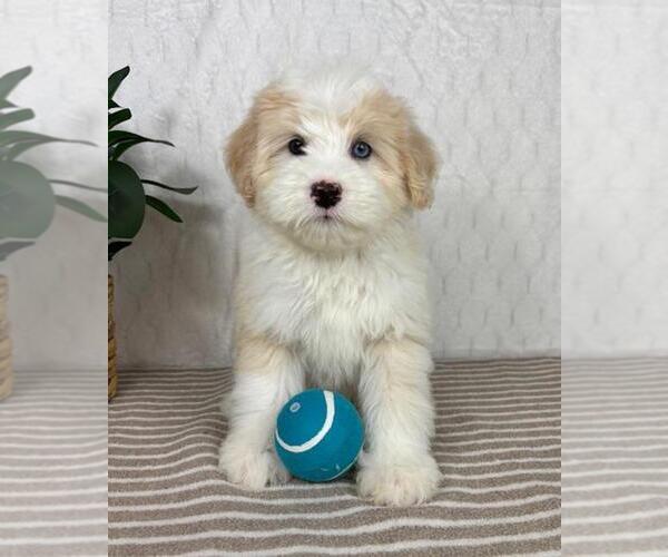 Medium Photo #4 Bernedoodle (Miniature) Puppy For Sale in GREENFIELD, IN, USA