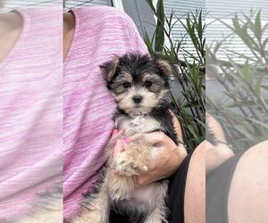 Morkie Puppy for sale in VIRGINIA BEACH, VA, USA