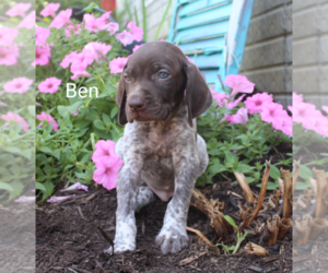 German Shorthaired Pointer Puppy for sale in RAGERSVILLE, OH, USA