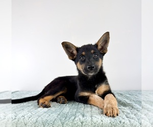 Cattledog Shepherd Puppy for sale in GREENFIELD, IN, USA