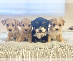 Maltipoo Puppy for sale in LONE TREE, CO, USA