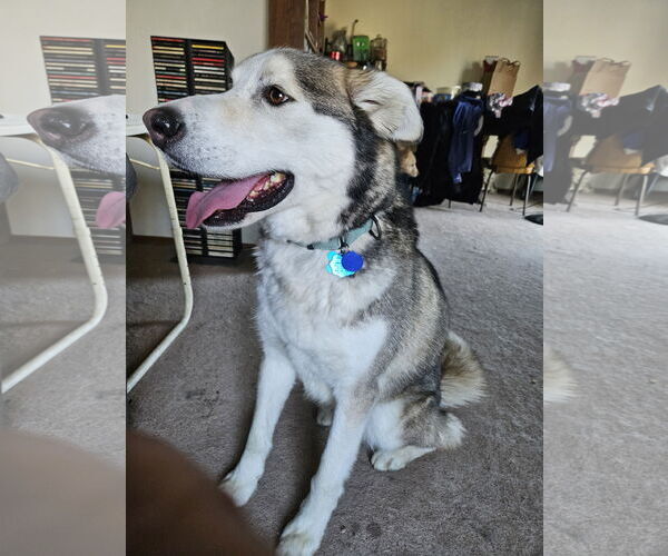Medium Photo #3 Alaskan Malamute-Unknown Mix Puppy For Sale in Minneapolis, MN, USA