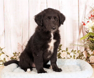 Golden Retriever-Unknown Mix Puppy for sale in PENNS CREEK, PA, USA