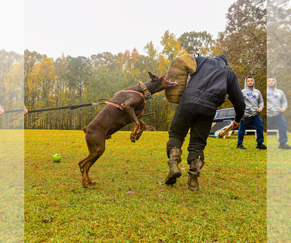 Medium Photo #110 Doberman Pinscher Puppy For Sale in FORT LAUDERDALE, FL, USA