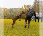 Small Photo #110 Doberman Pinscher Puppy For Sale in FORT LAUDERDALE, FL, USA