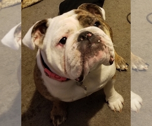 Mother of the Bulldog puppies born on 01/14/2019