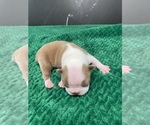 Small Photo #52 Boston Terrier Puppy For Sale in TULARE, CA, USA