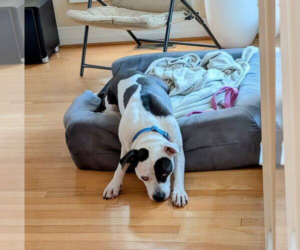 Medium Photo #3 Mutt Puppy For Sale in Virginia Beach, VA, USA